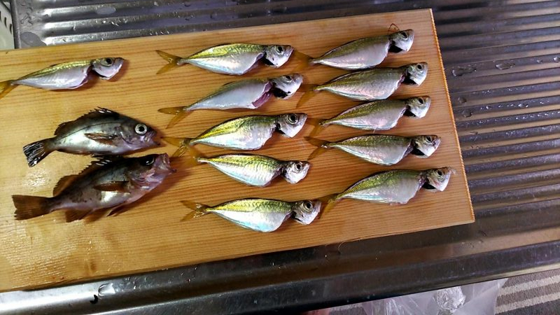 小坪朝マズメ アジ