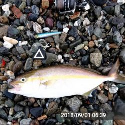 小さくてもカンパチ!