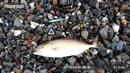 小さくてもカンパチ!