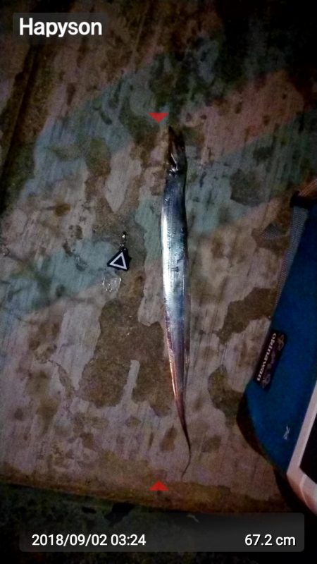 久々にキビナゴで太刀魚