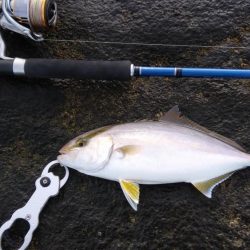 ロックショアゲームIN天神崎