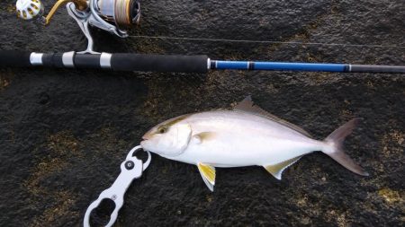 ロックショアゲームIN天神崎