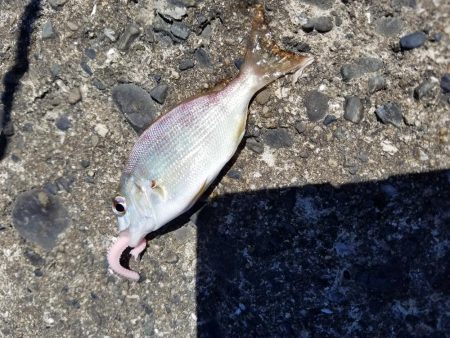 久々の釣りチョイ投げ