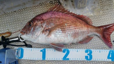 虎ノ介さんでタイラバ