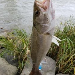 ランカーサイズ！