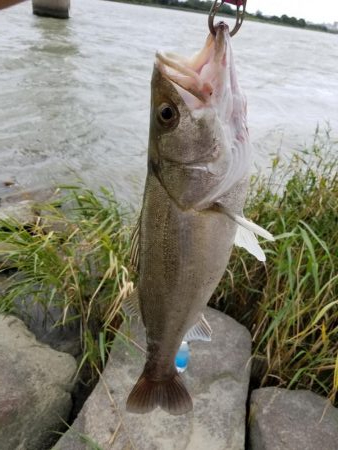 ランカーサイズ！