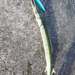 ワインドで太刀魚