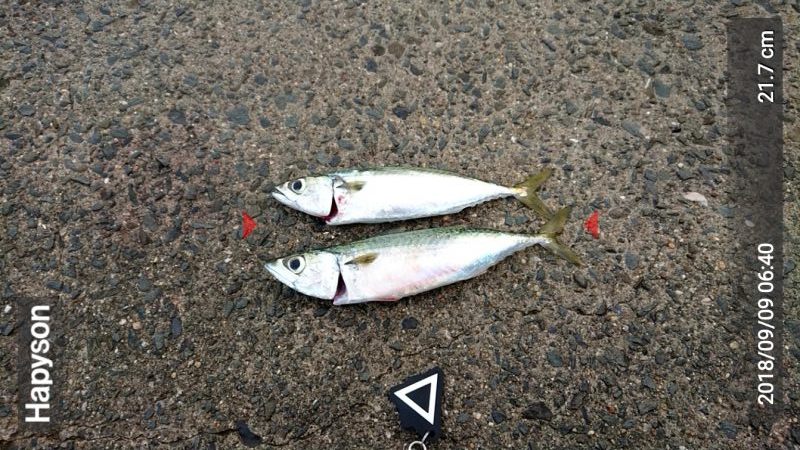 期待がどんどん膨らんできてます