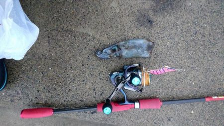 今年初めてのアオリ