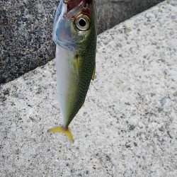 今日も太刀魚