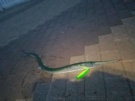 太刀魚狙いで‼