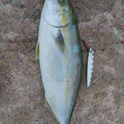 藤江海岸でツバス