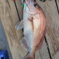 虎ノ介さんでタイラバでタイ3枚