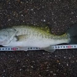 やっとサイズアップ