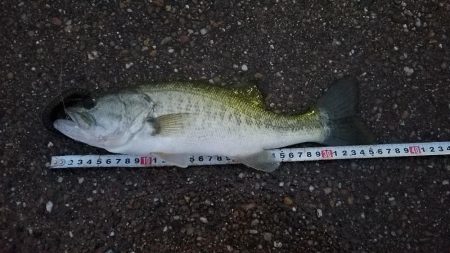 やっとサイズアップ