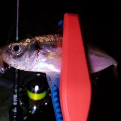 雨のアジング‼