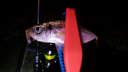 雨のアジング‼