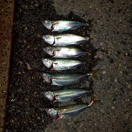 アジングにて、サバが爆釣！