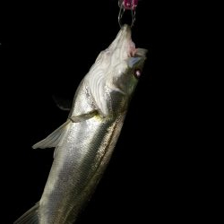 初秋の雨上がりに