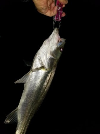 初秋の雨上がりに