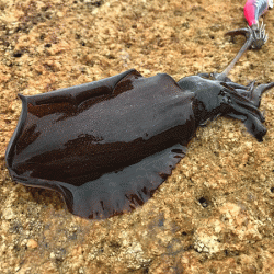 男鹿島エギング(2018-4)