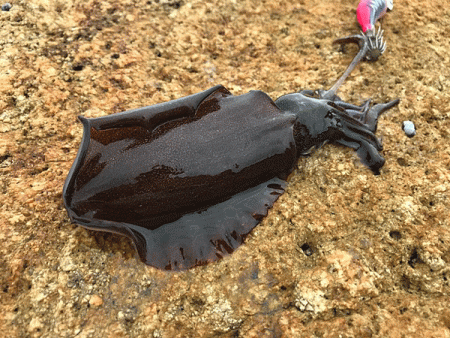 男鹿島エギング(2018-4)