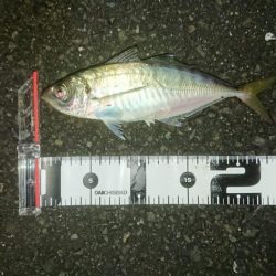 アジはナイスサイズ