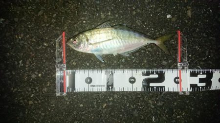 アジはナイスサイズ