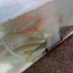 タチウオ浮き釣りとサビキのアジ、サバ