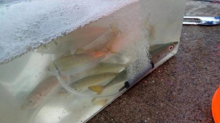 タチウオ浮き釣りとサビキのアジ、サバ