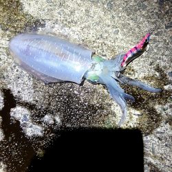 仕事帰り１投目からいいのキター