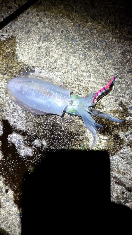 仕事帰り１投目からいいのキター