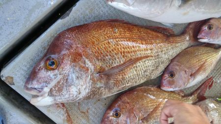 虎ノ介さんでタイラバ