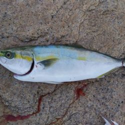 藤江海岸でツバス