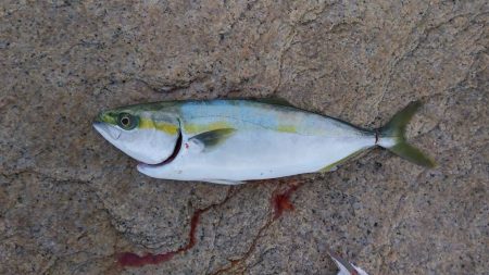 藤江海岸でツバス