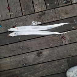 気軽にワインド