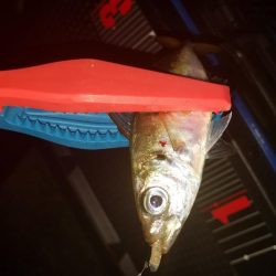 アジング&清掃活動