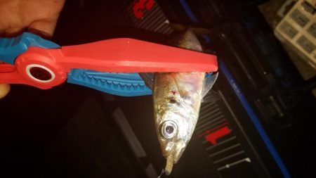 アジング&清掃活動