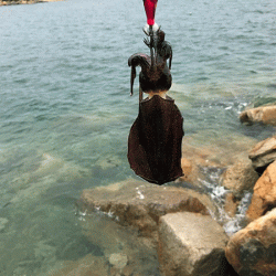 男鹿島エギング(2018-7)