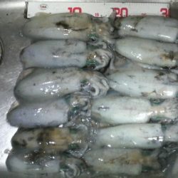 八つ・九つ・十 つ抜けできました。