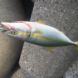 やっと、青物釣れました。