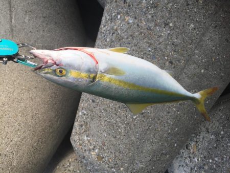 やっと、青物釣れました。