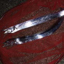 太刀魚 ちゃーん