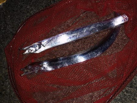 太刀魚 ちゃーん