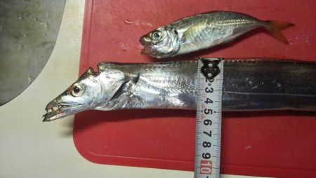 アオリイカと太刀魚好調