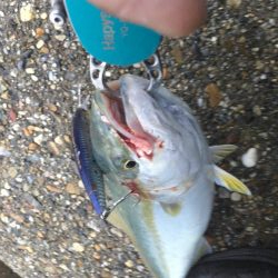 昨年は、釣れなかったのに！