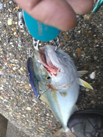 昨年は、釣れなかったのに！