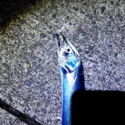 ジグで太刀魚狙い