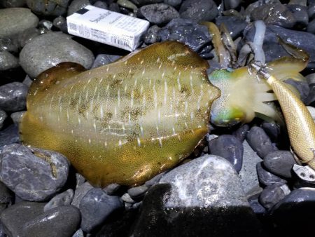 エギングでアオリイカ、湾内では太刀魚