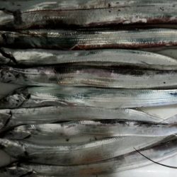 太刀魚大当たり